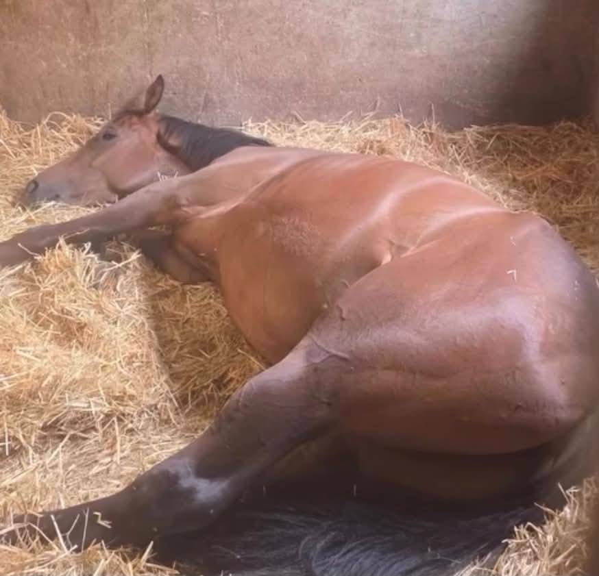 Gelding Thoroughbred For sale 2023 Bay