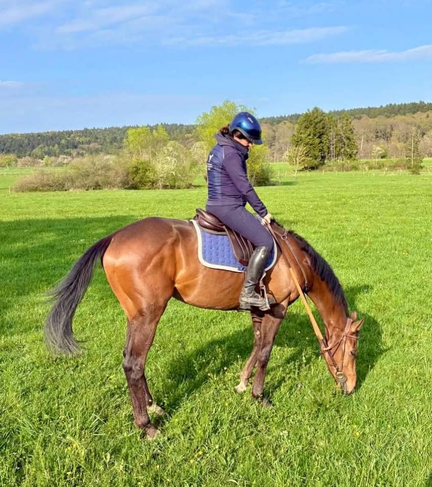 Gelding Thoroughbred For sale 2023 Bay