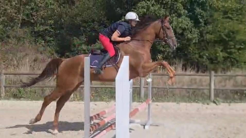 Gelding Thoroughbred For sale 2022 Chesnut