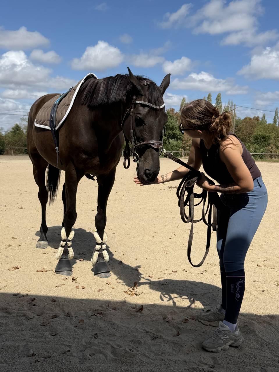 Gelding AQPS For sale 2013 Liver chestnut