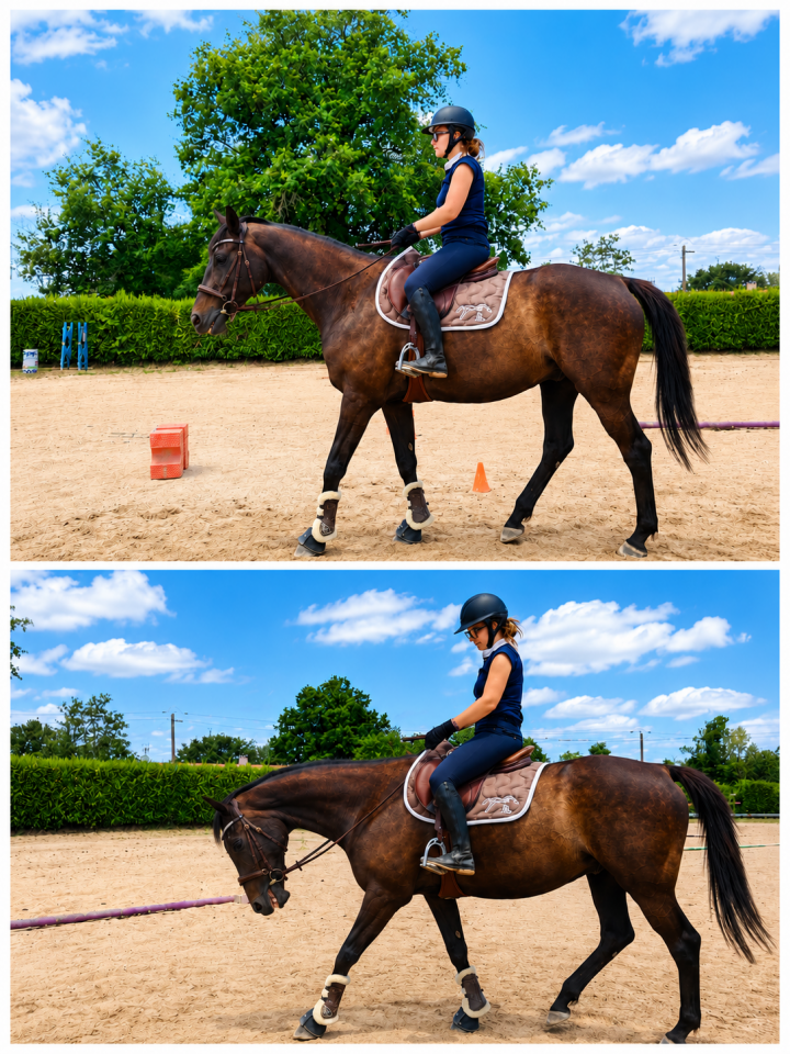 Gelding AQPS For sale 2013 Liver chestnut