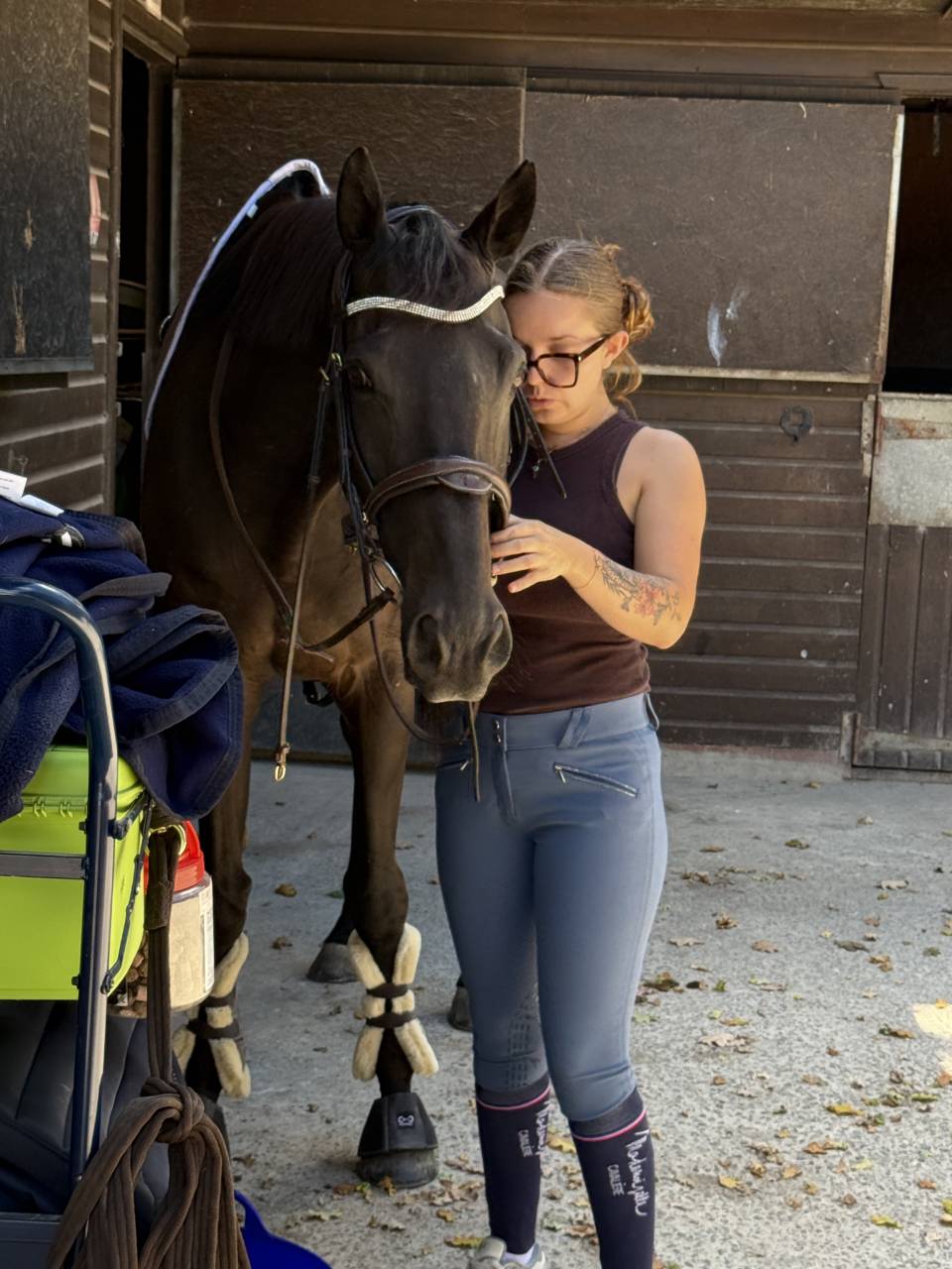 Gelding AQPS For sale 2013 Liver chestnut