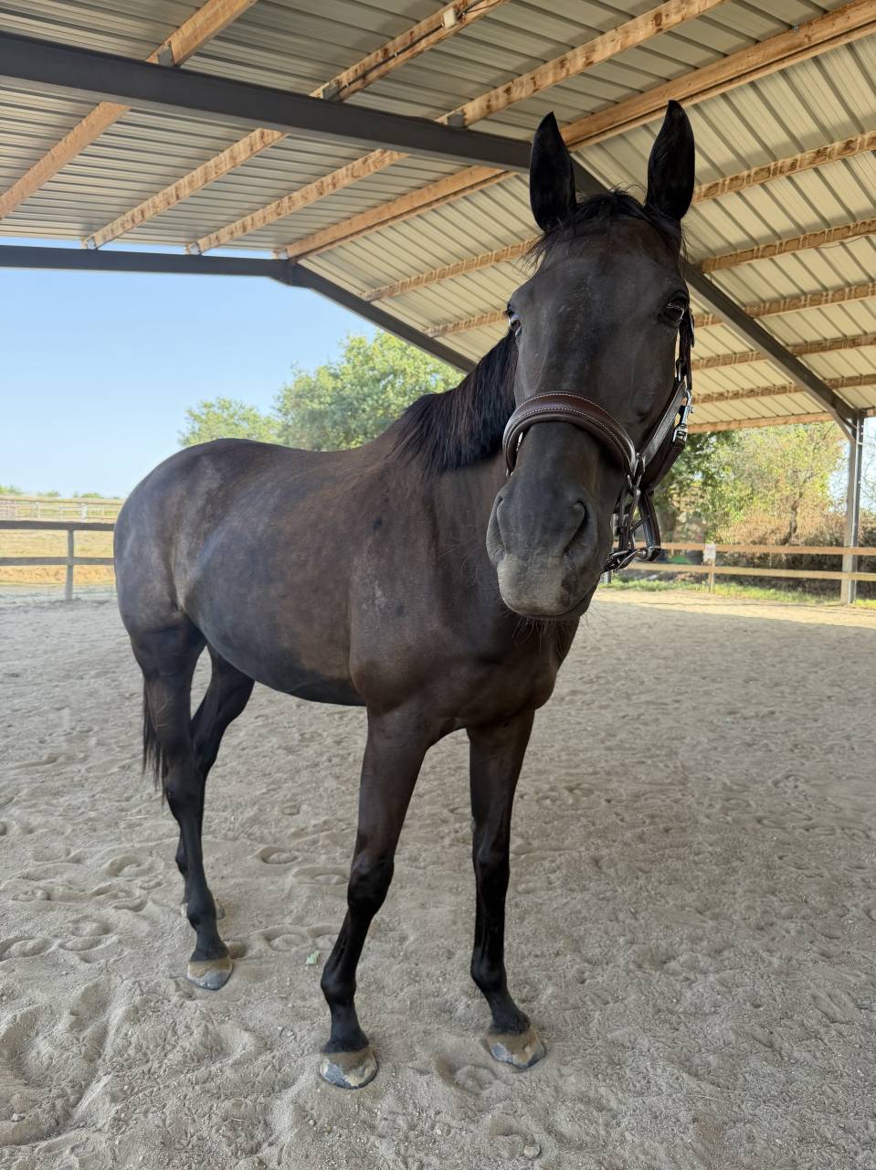 Gelding AQPS For sale 2013 Liver chestnut