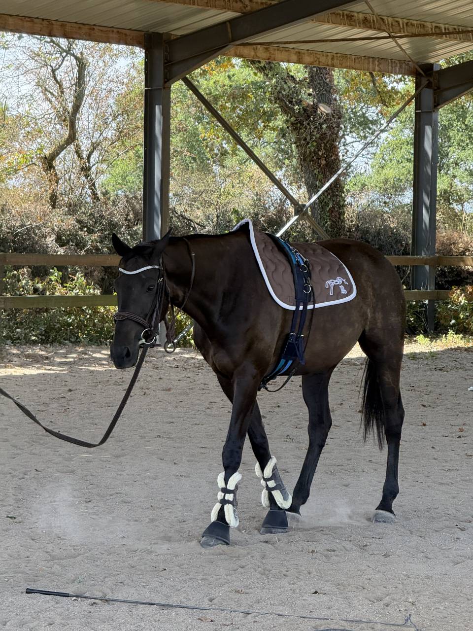 Gelding AQPS For sale 2013 Liver chestnut