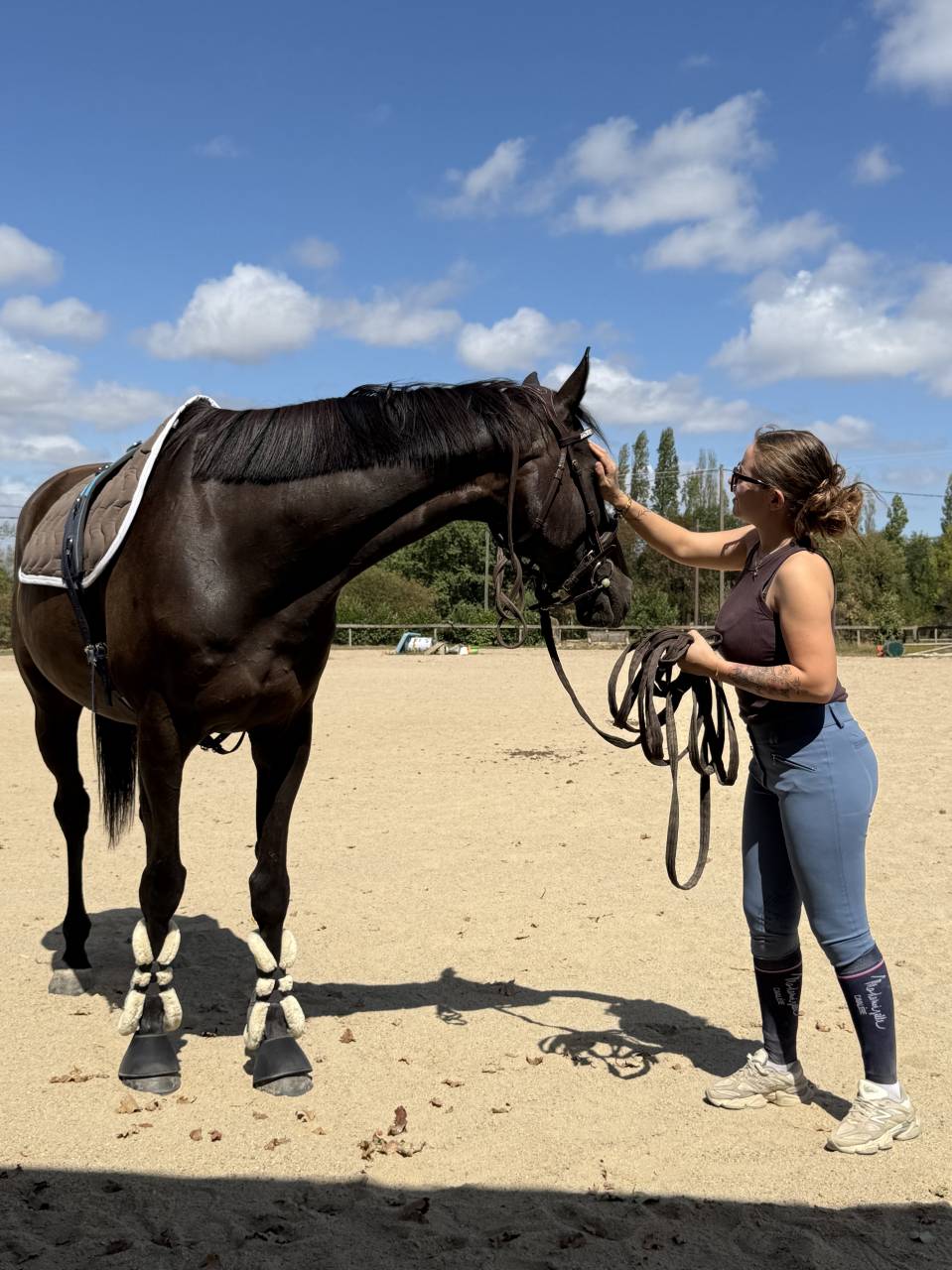 Gelding AQPS For sale 2013 Liver chestnut