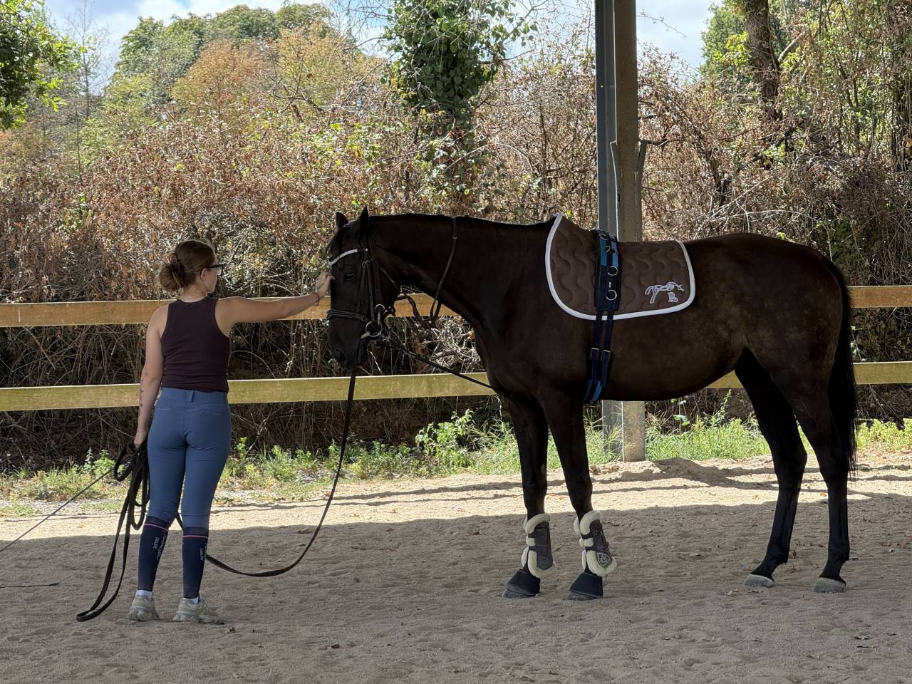 Gelding AQPS For sale 2013 Liver chestnut