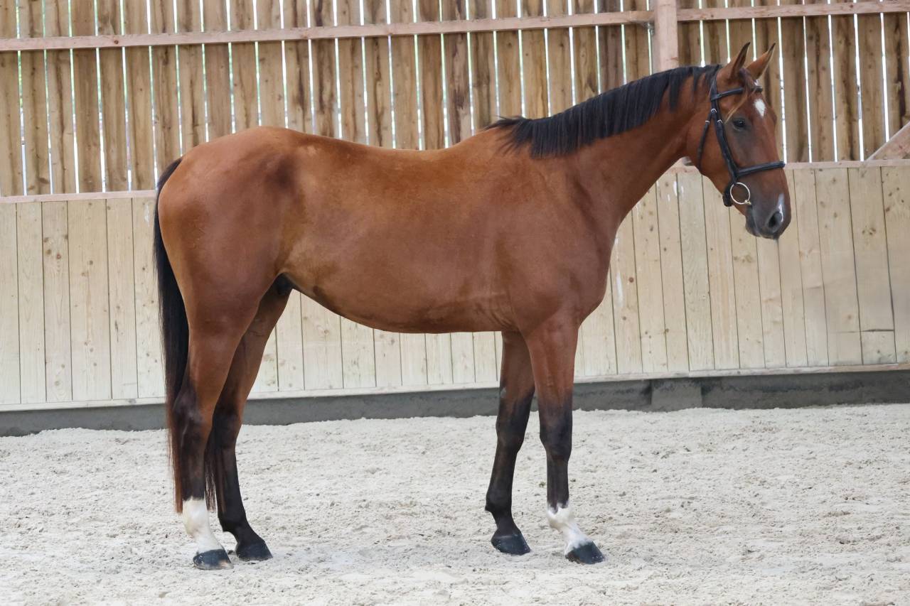 Gelding Selle Fran&ccedil;ais For sale 2022 Bay