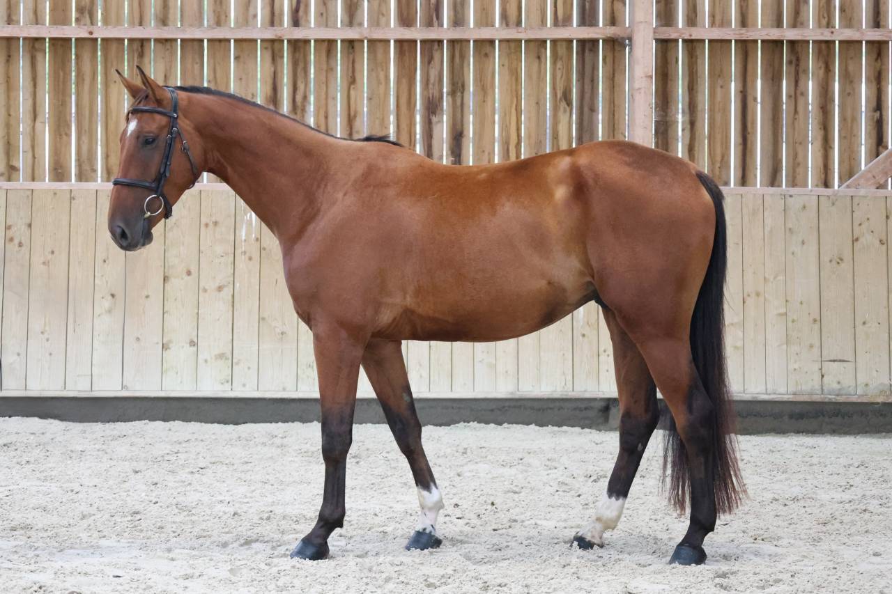 Gelding Selle Fran&ccedil;ais For sale 2022 Bay