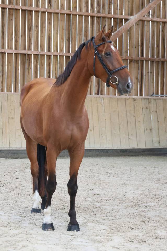 Gelding Selle Fran&ccedil;ais For sale 2022 Bay