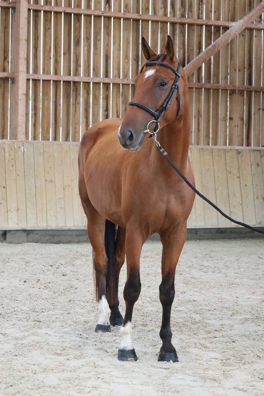 Gelding Selle Fran&ccedil;ais For sale 2022 Bay