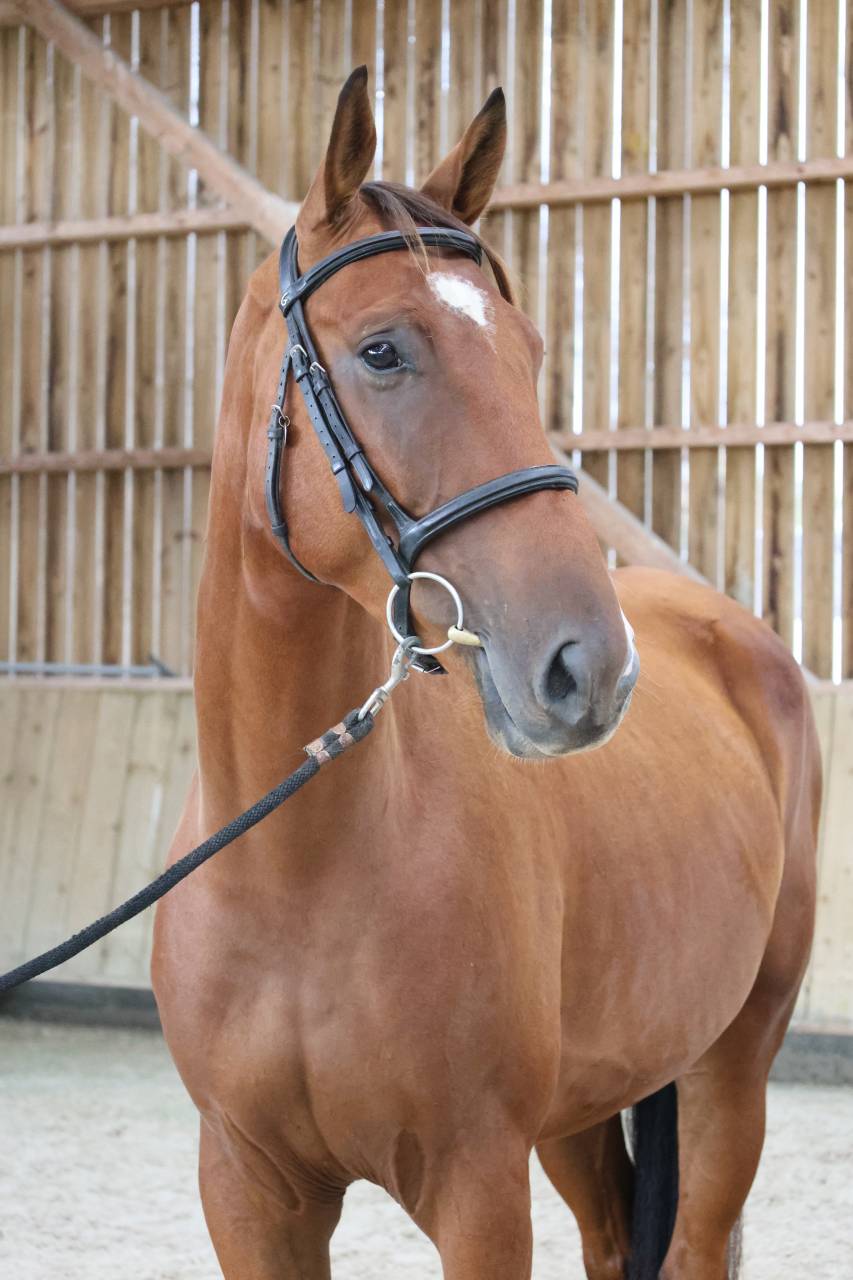 Gelding Selle Fran&ccedil;ais For sale 2022 Bay