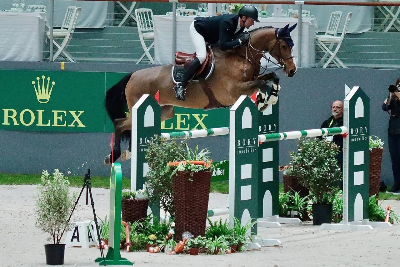 Gelding Selle Fran&ccedil;ais For sale 2022 Bay