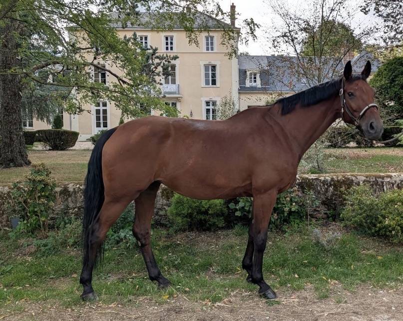 Mare Hanoverian For sale 2015 Bay