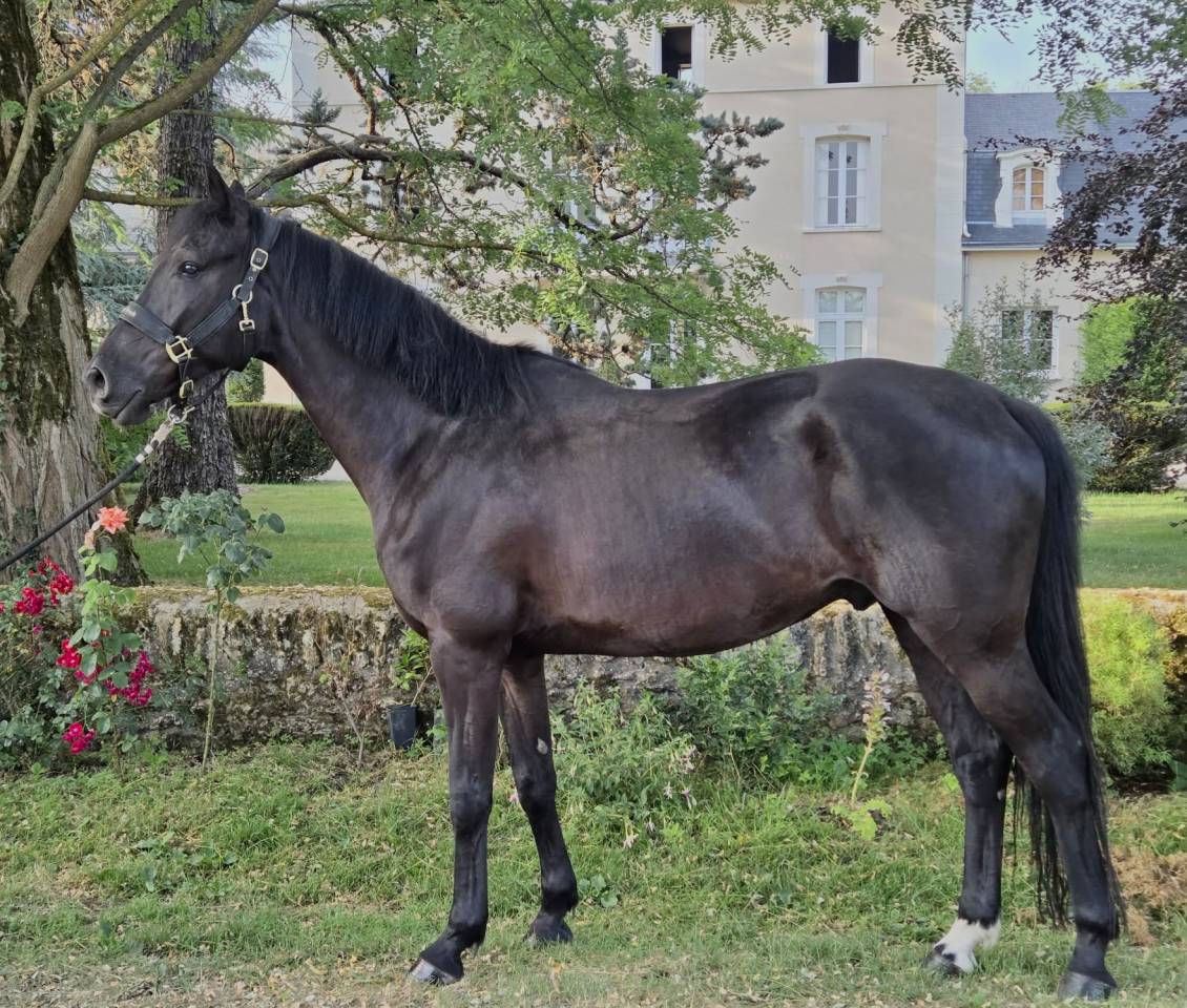 Gelding Hanoverian For sale 2021 Black