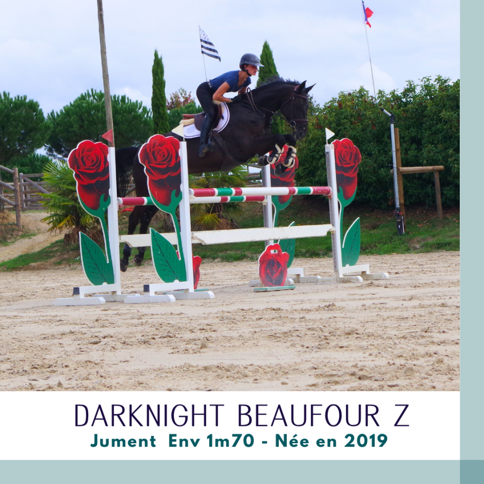 Mare Zangersheide For sale 2019 Dark Bay