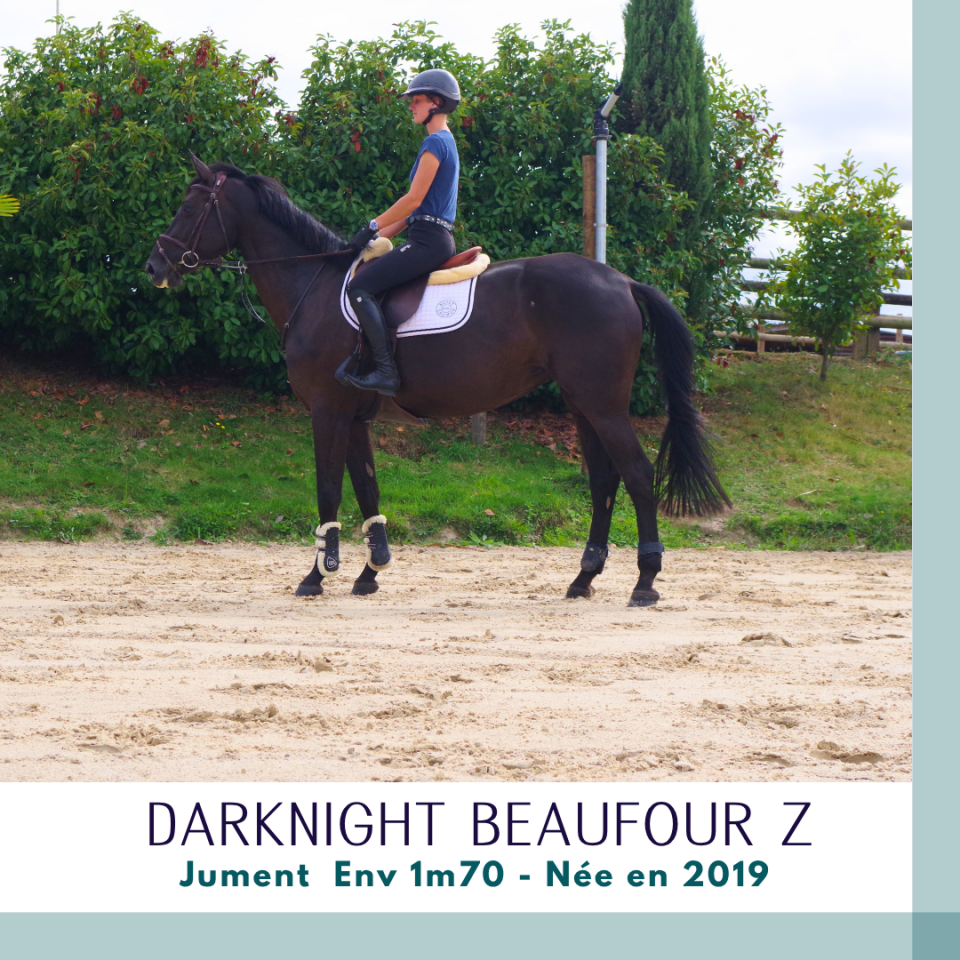 Mare Zangersheide For sale 2019 Dark Bay