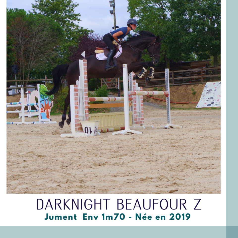 Mare Zangersheide For sale 2019 Dark Bay