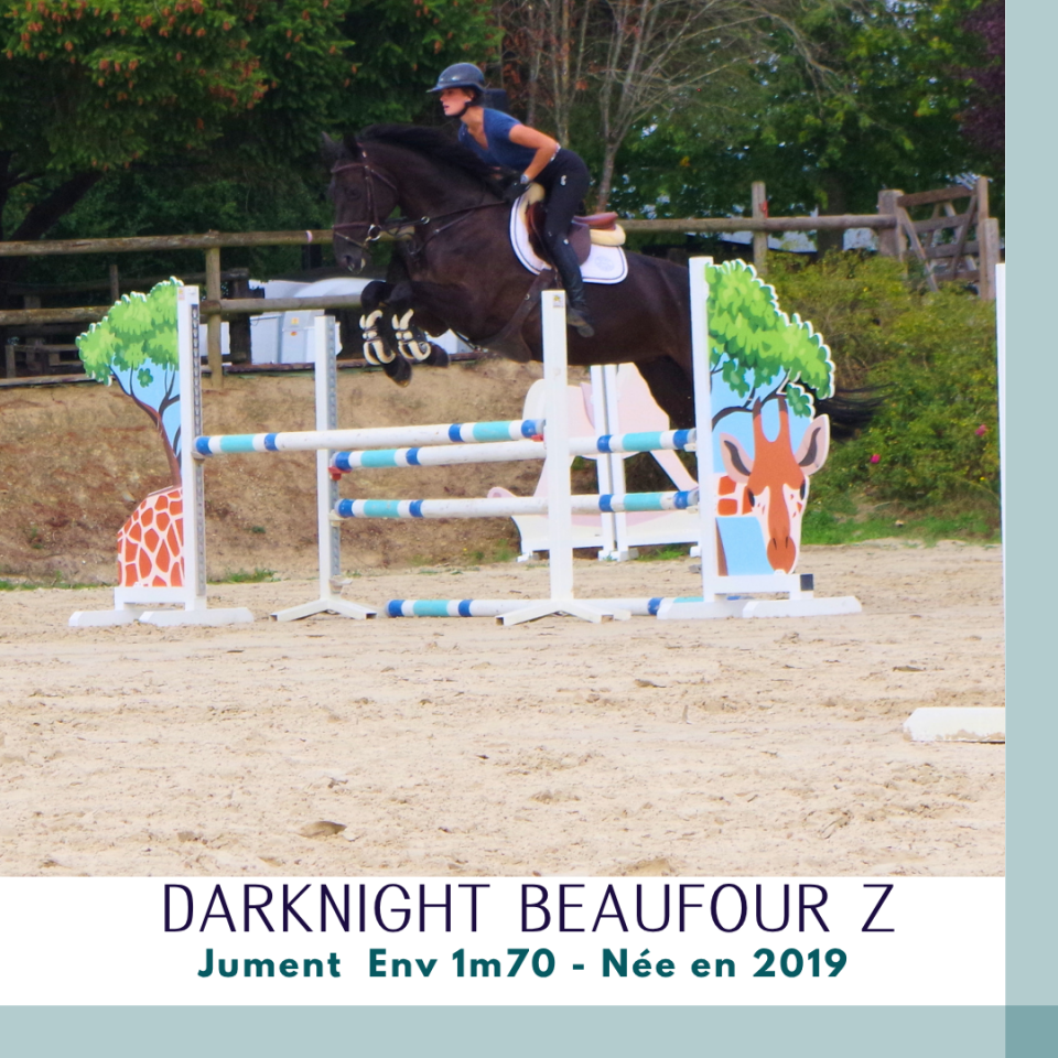 Mare Zangersheide For sale 2019 Dark Bay