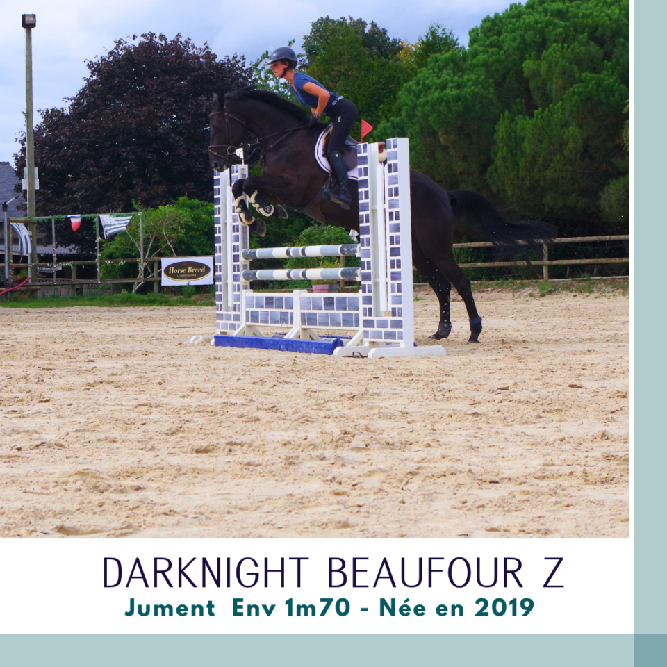 Mare Zangersheide For sale 2019 Dark Bay