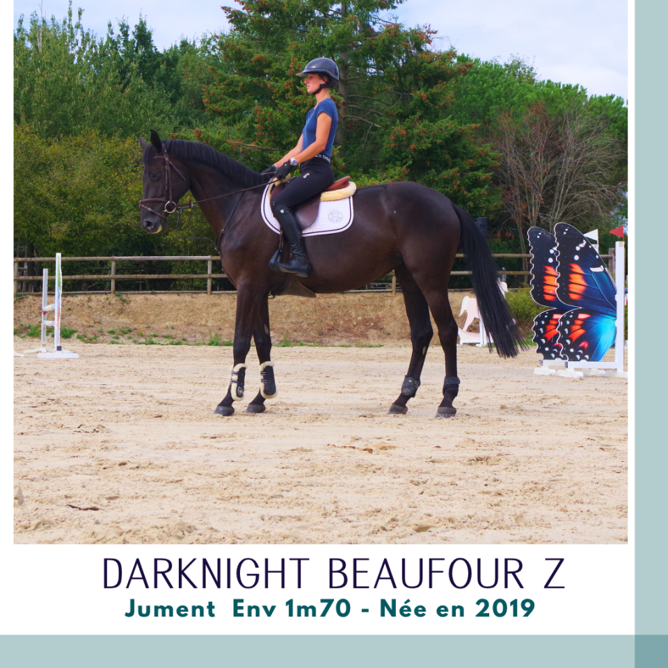 Mare Zangersheide For sale 2019 Dark Bay