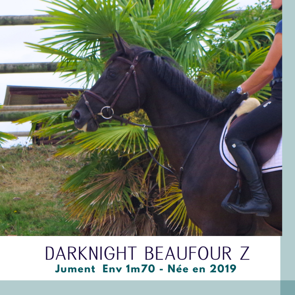 Mare Zangersheide For sale 2019 Dark Bay