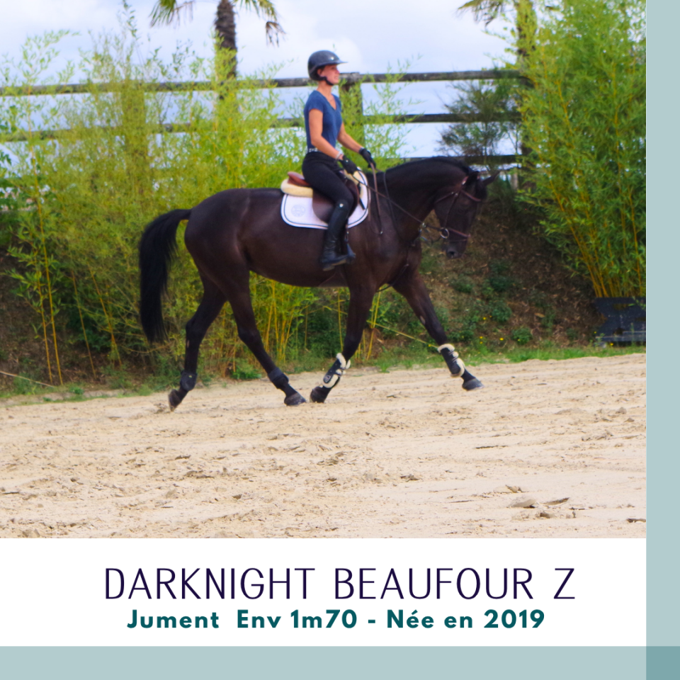 Mare Zangersheide For sale 2019 Dark Bay