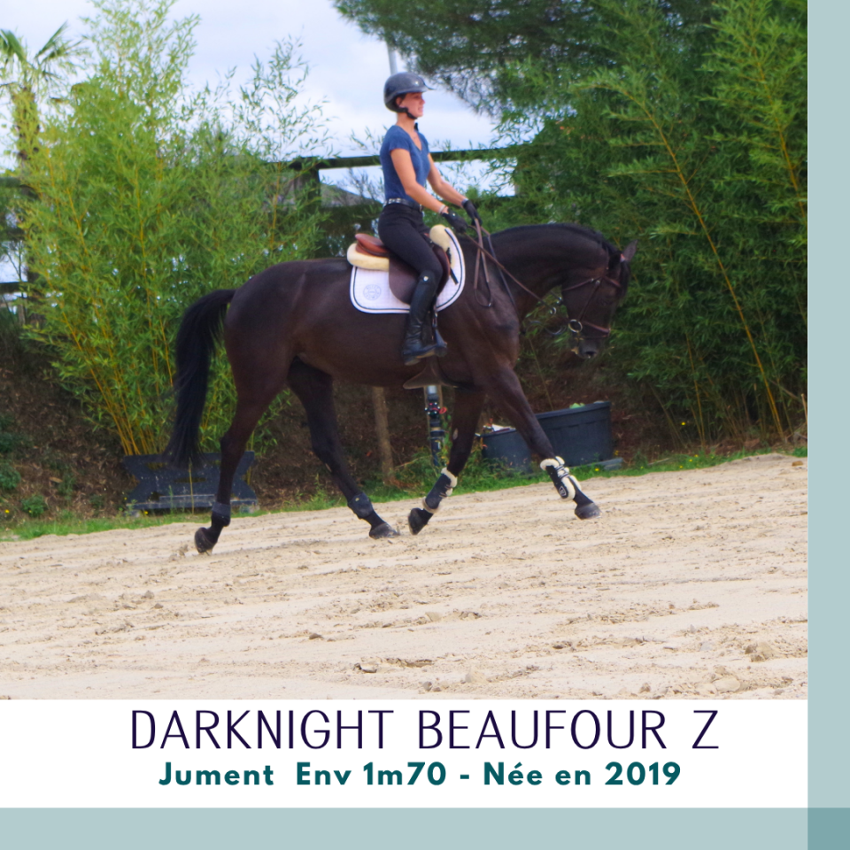 Mare Zangersheide For sale 2019 Dark Bay