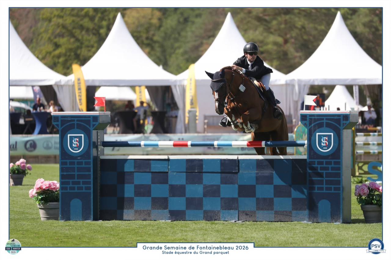 Gelding Selle Fran&ccedil;ais For sale 2020 Chesnut