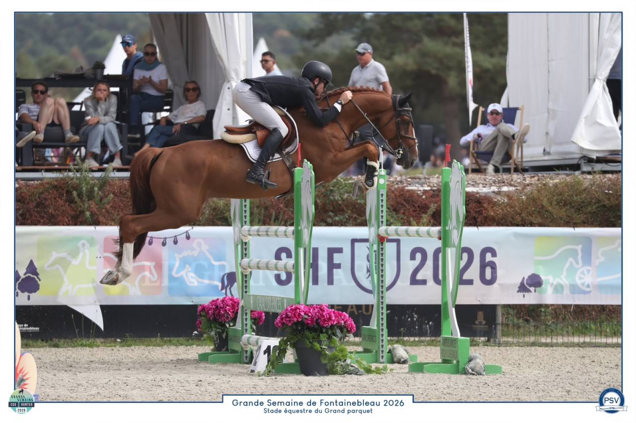 Gelding Selle Fran&ccedil;ais For sale 2020 Chesnut