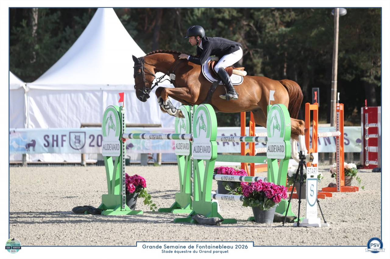 Gelding Selle Fran&ccedil;ais For sale 2020 Chesnut