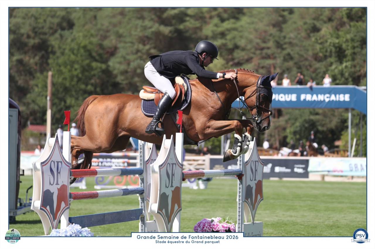 Gelding Selle Fran&ccedil;ais For sale 2020 Chesnut