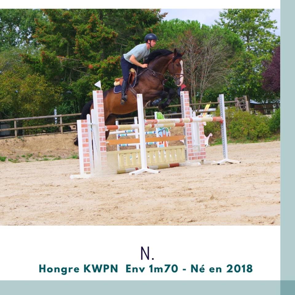Gelding KWPN Dutch Warmblood For sale 2018 Dark Bay