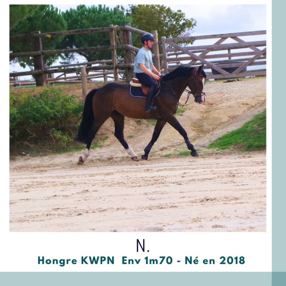 Gelding KWPN Dutch Warmblood For sale 2018 Dark Bay