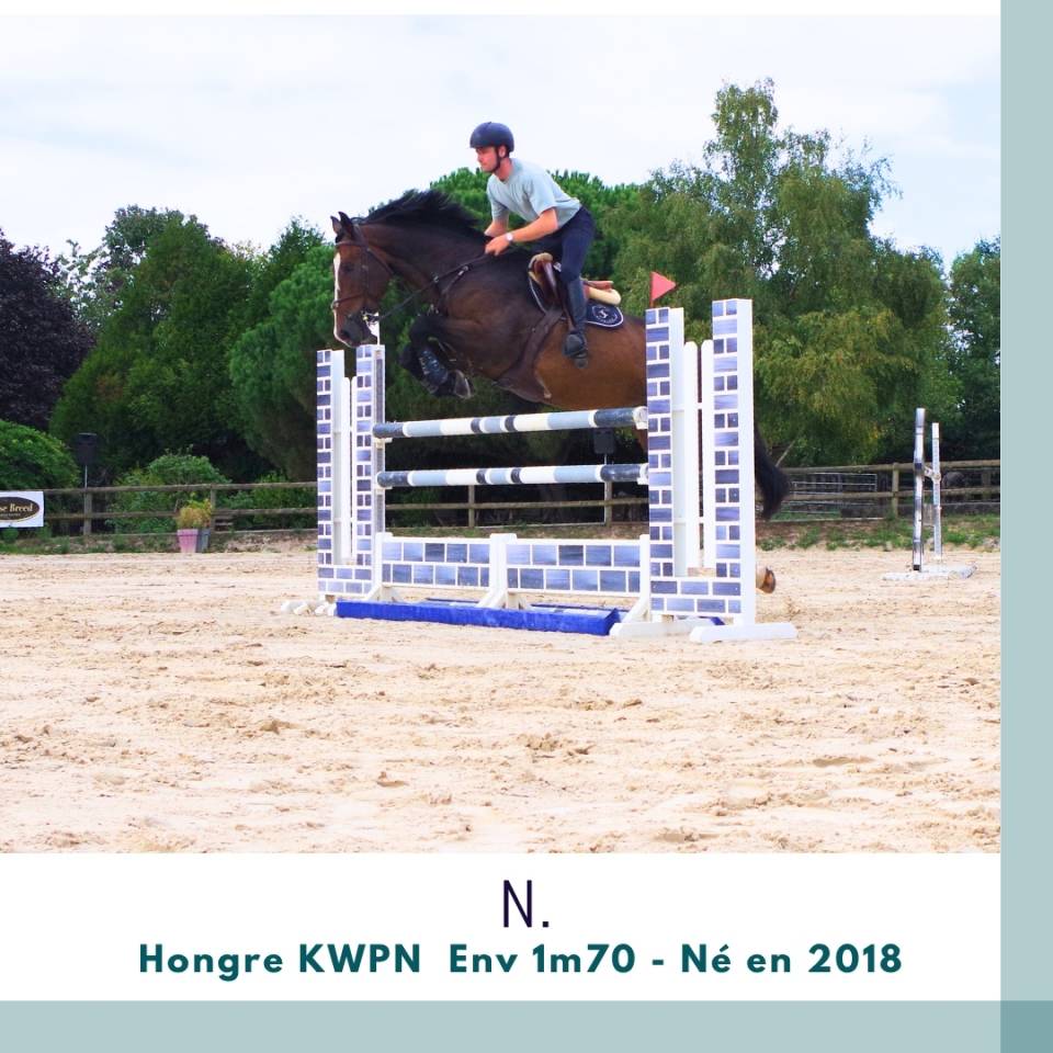 Gelding KWPN Dutch Warmblood For sale 2018 Dark Bay