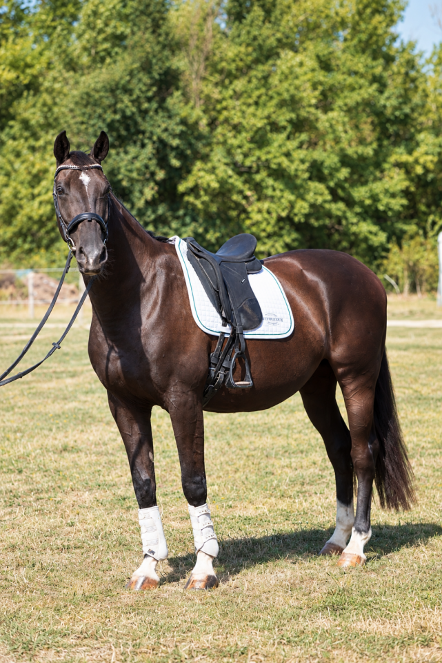 Mare KWPN Dutch Warmblood For sale 2015 Black