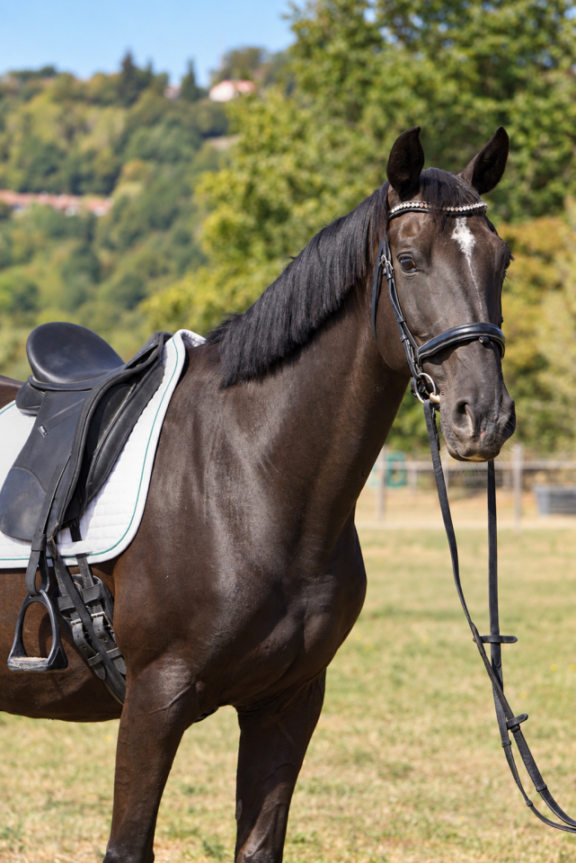 Mare KWPN Dutch Warmblood For sale 2015 Black