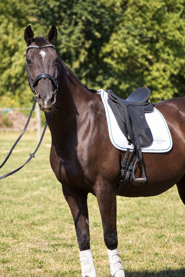 Mare KWPN Dutch Warmblood For sale 2015 Black