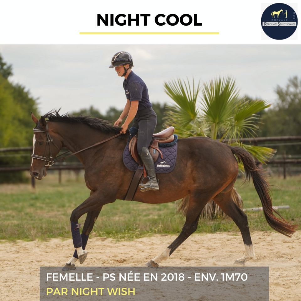 Mare Thoroughbred For sale 2018 Bay
