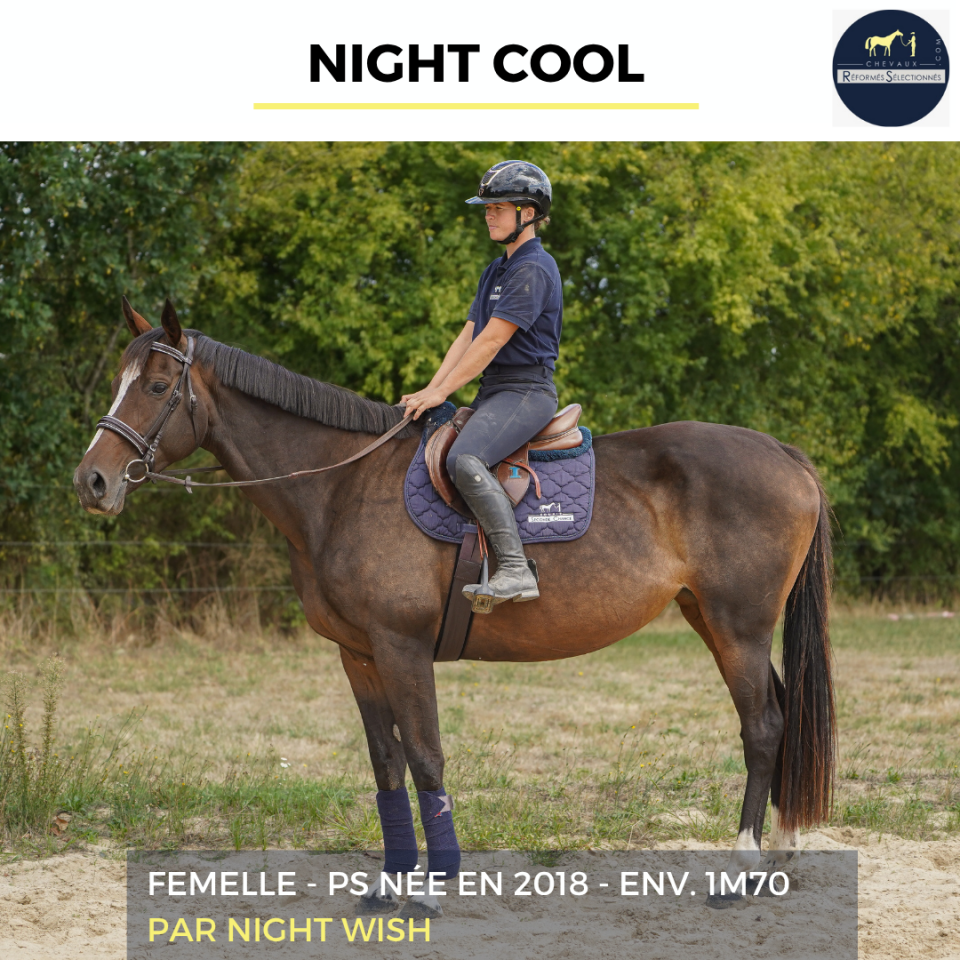 Mare Thoroughbred For sale 2018 Bay