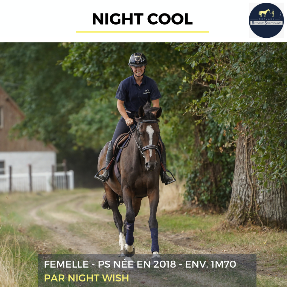 Mare Thoroughbred For sale 2018 Bay