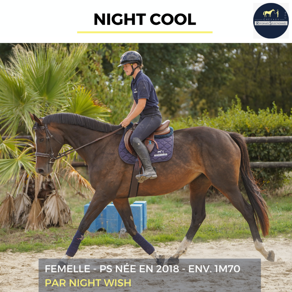 Mare Thoroughbred For sale 2018 Bay
