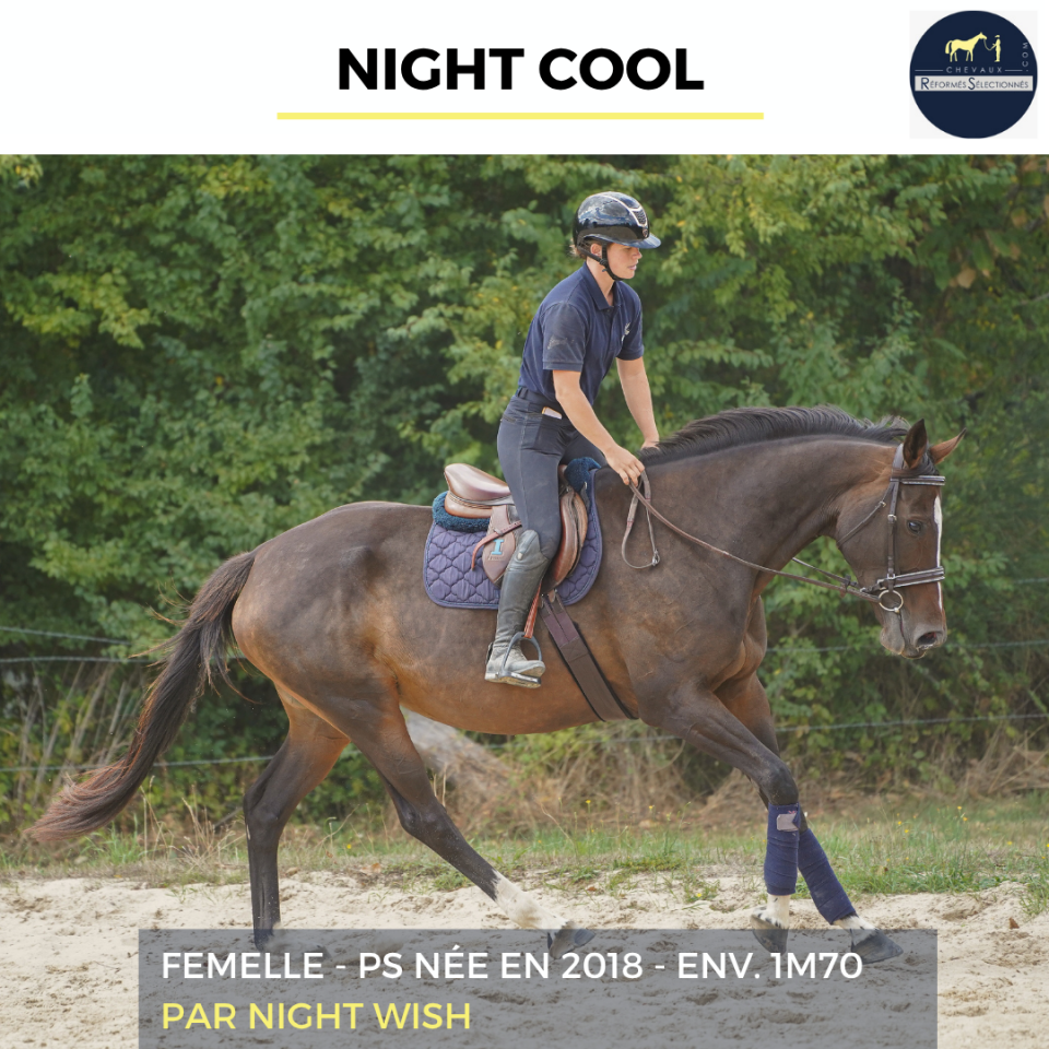Mare Thoroughbred For sale 2018 Bay