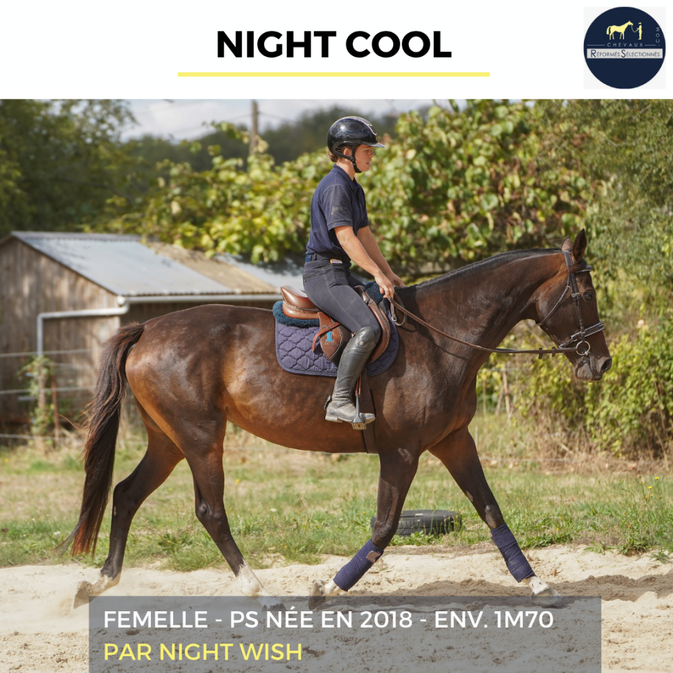 Mare Thoroughbred For sale 2018 Bay