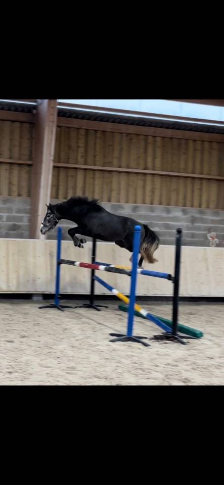 Gelding Origin Recorded For sale 2023 Grey