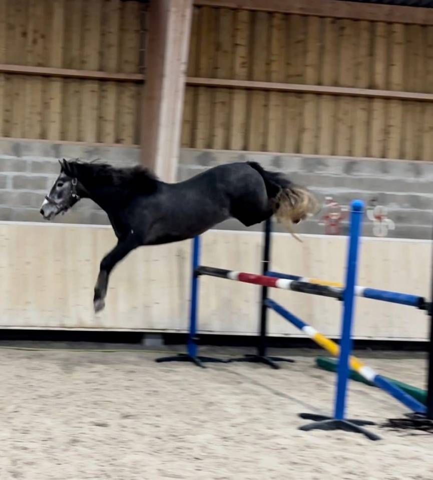 Gelding Origin Recorded For sale 2023 Grey