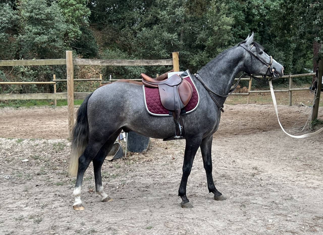 Gelding Origin Recorded For sale 2023 Grey