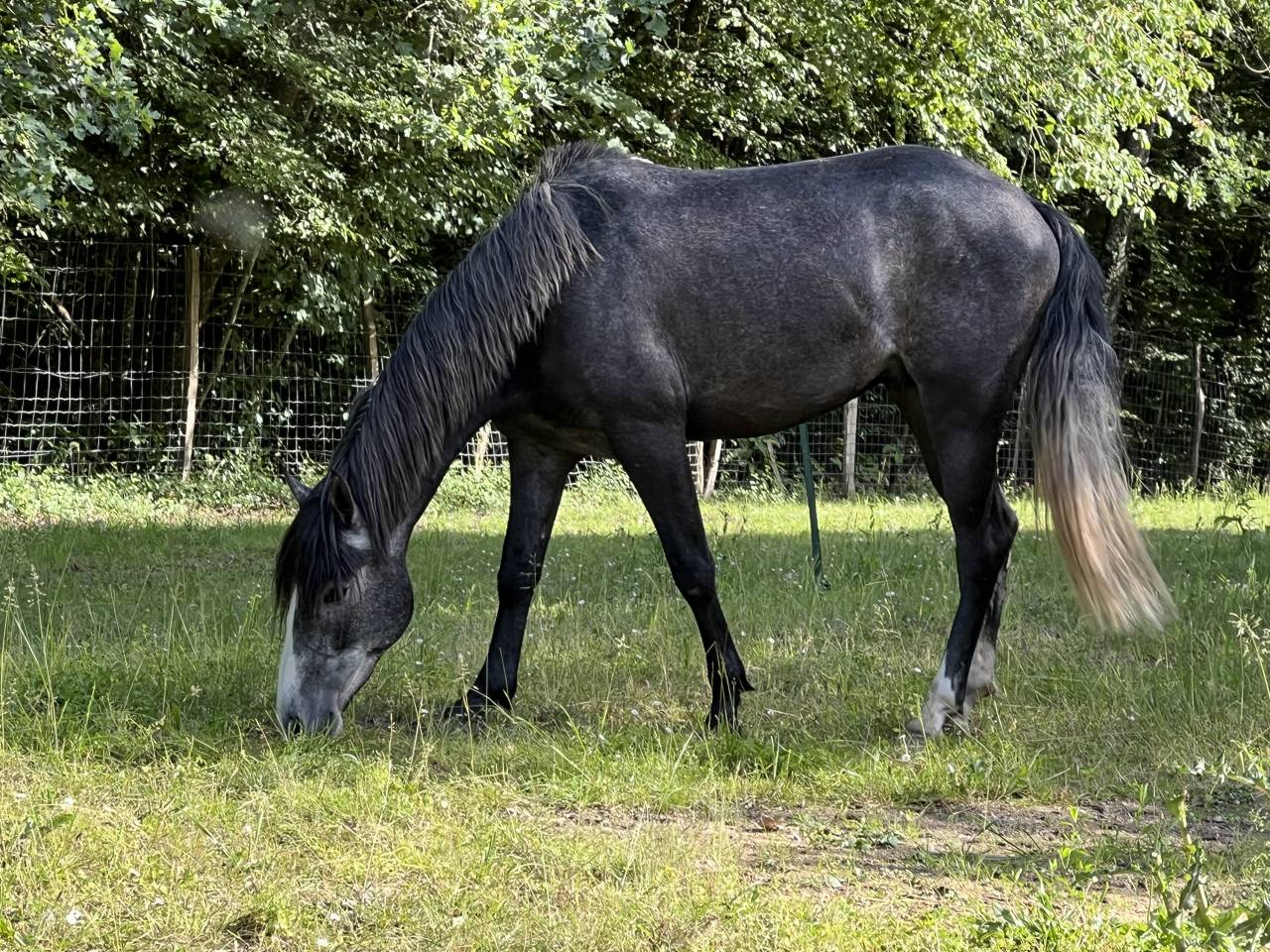 Gelding Origin Recorded For sale 2023 Grey
