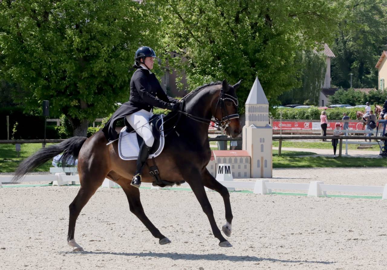 Gelding KWPN Dutch Warmblood For loan 2012 Dark Bay