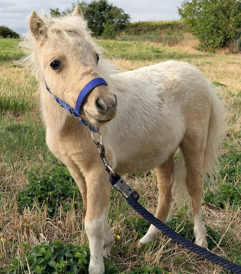 Stallion Shetland Pony For sale 2026 Palomino