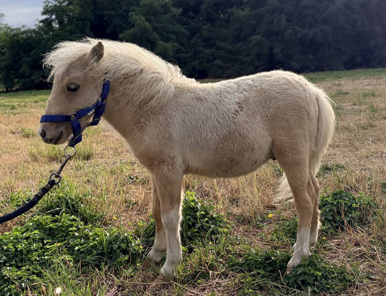 Stallion Shetland Pony For sale 2026 Palomino